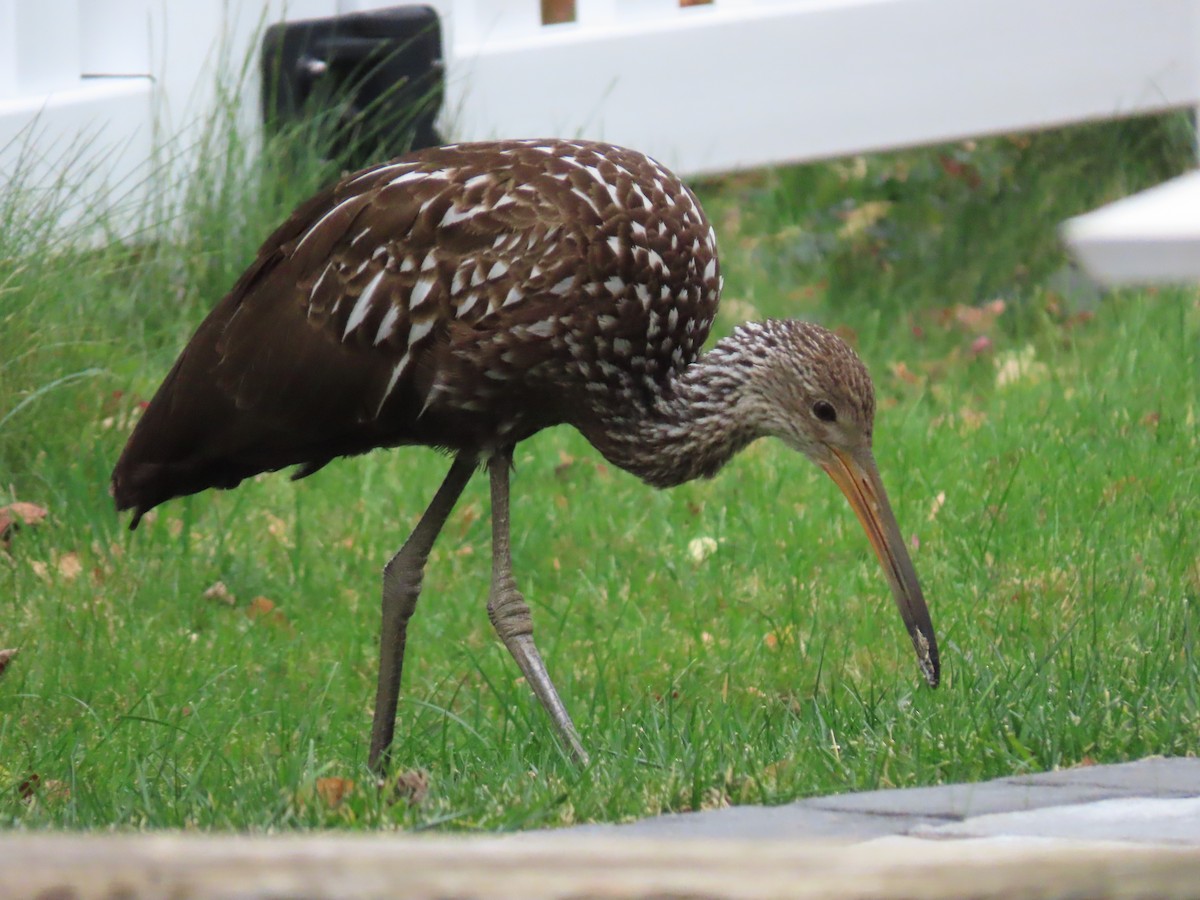 Limpkin - ML646135119