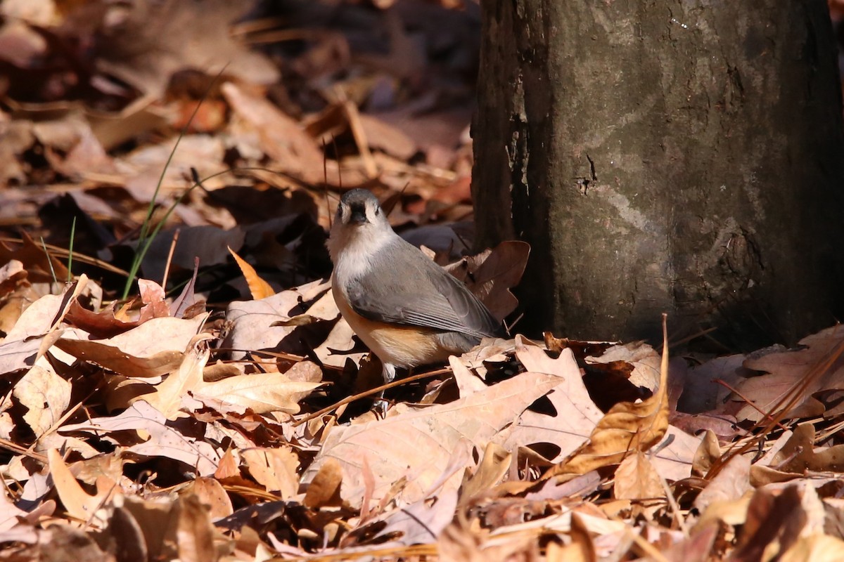 Tufted Titmouse - ML646135126