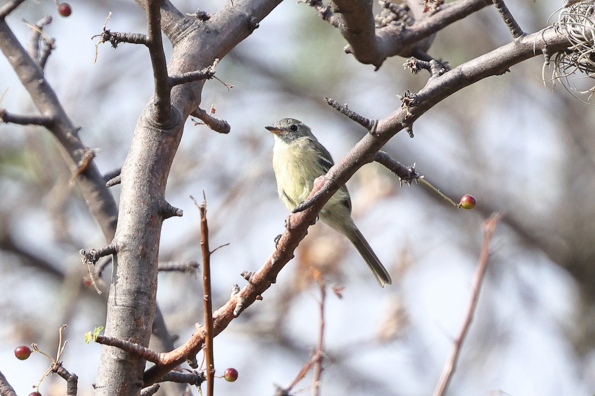 Dusky Flycatcher - ML646135128