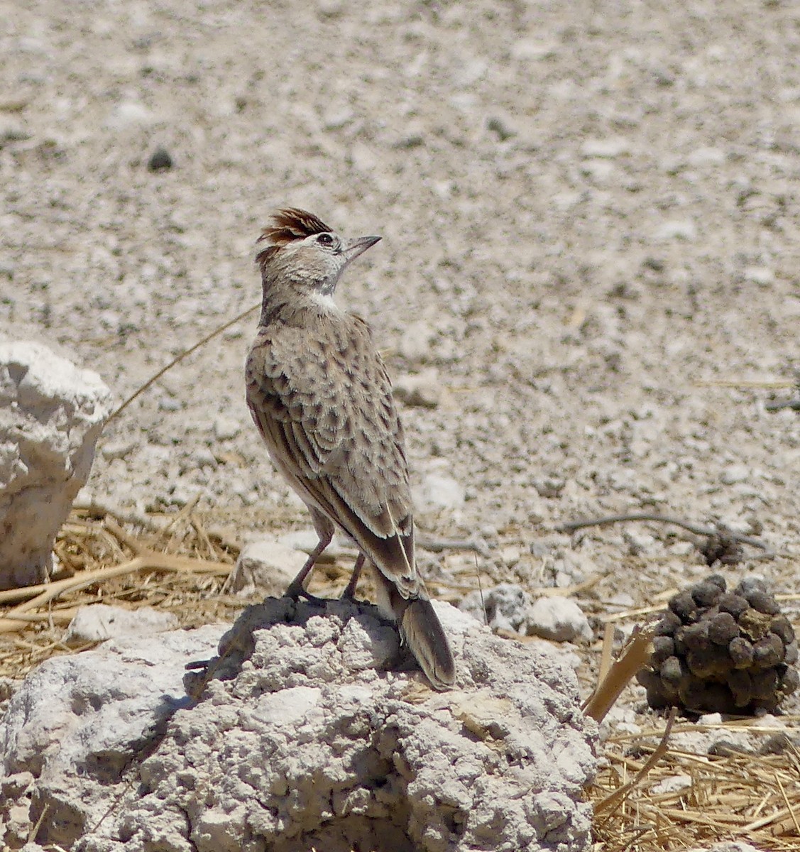 アフリカヒメコウテンシ - ML646135130
