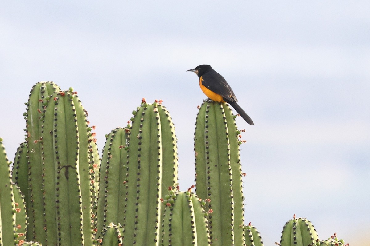 Black-vented Oriole - ML646135133