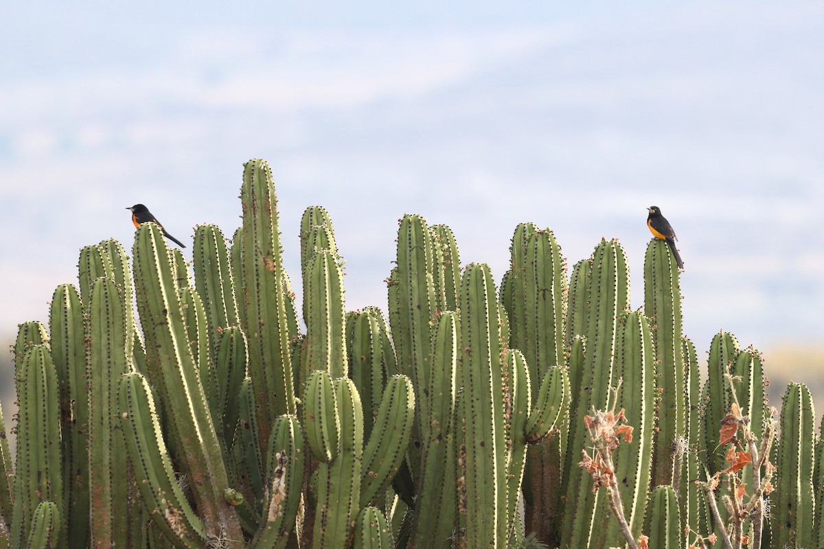 Black-vented Oriole - ML646135134