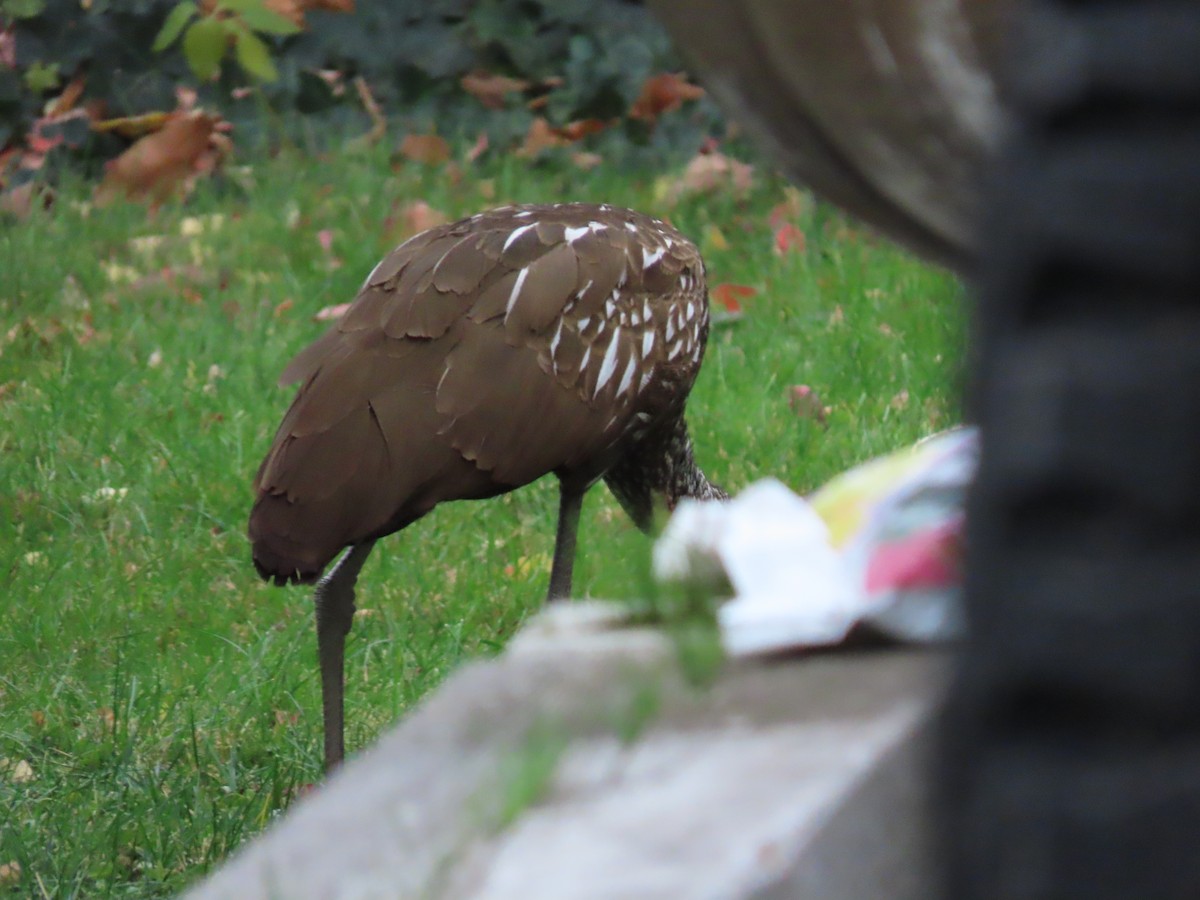 Limpkin - ML646135136