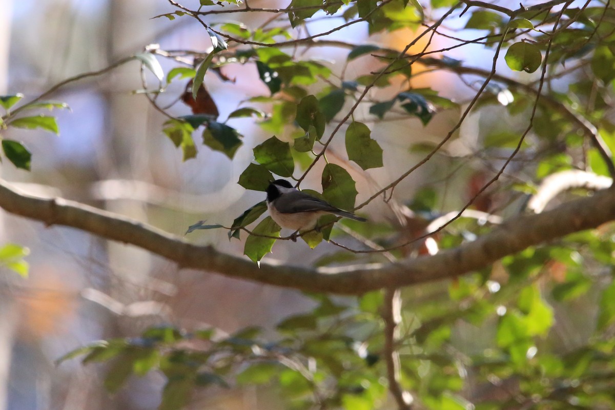 Carolina Chickadee - ML646135152