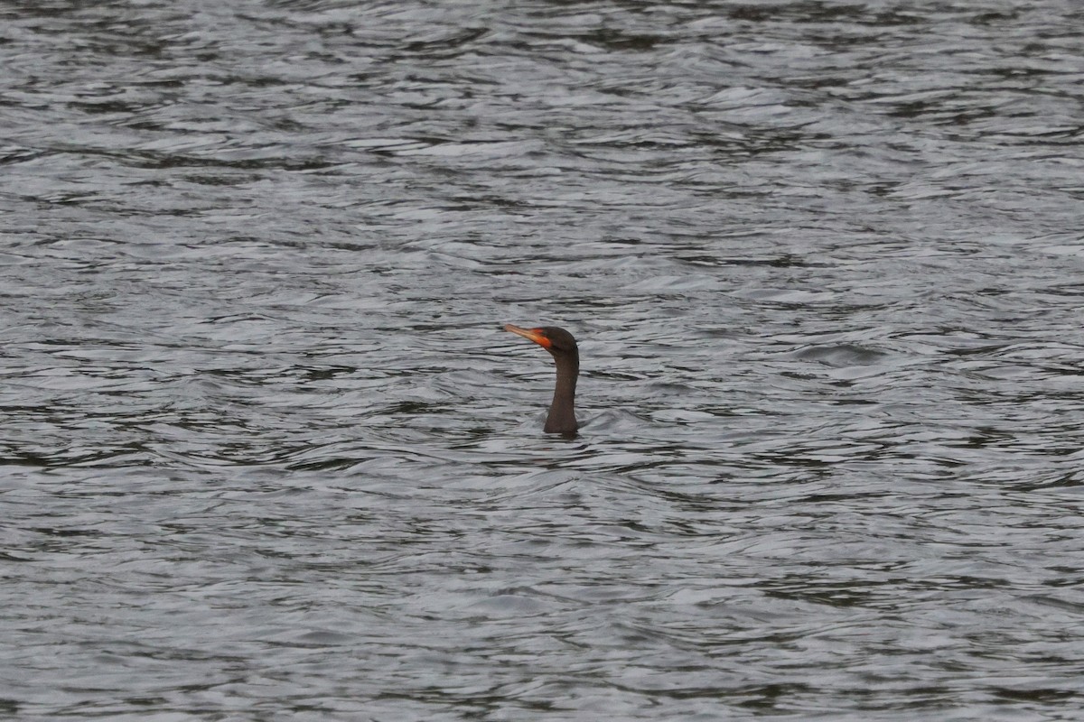 Double-crested Cormorant - ML646135156