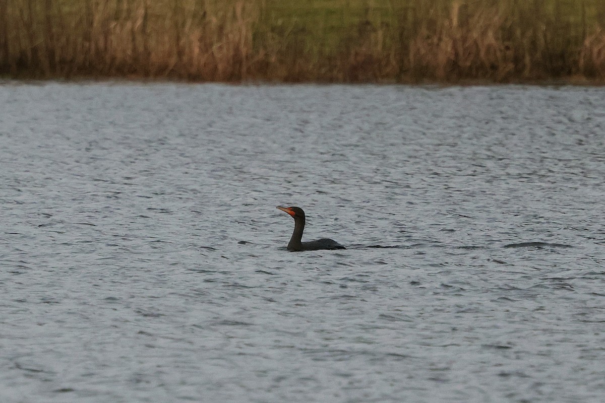 Double-crested Cormorant - ML646135157