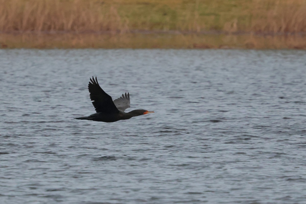 Double-crested Cormorant - ML646135158
