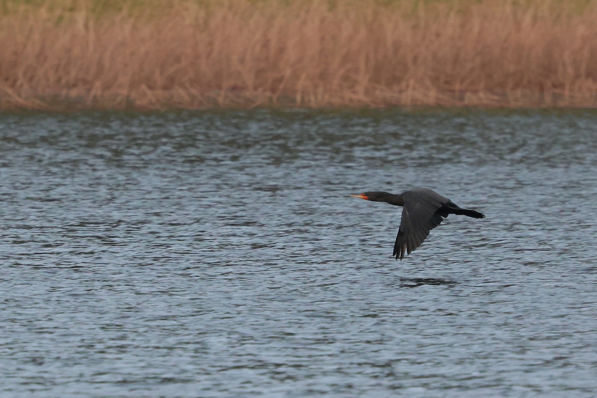 Double-crested Cormorant - ML646135159