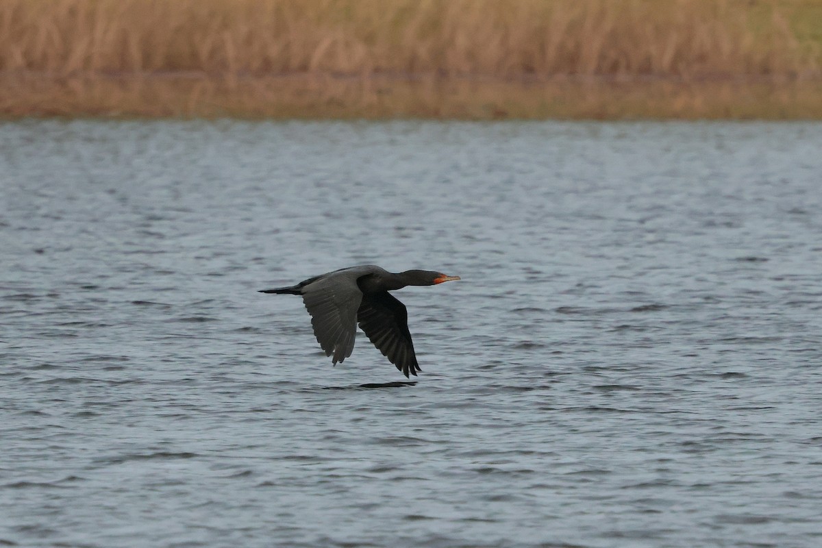 Double-crested Cormorant - ML646135160