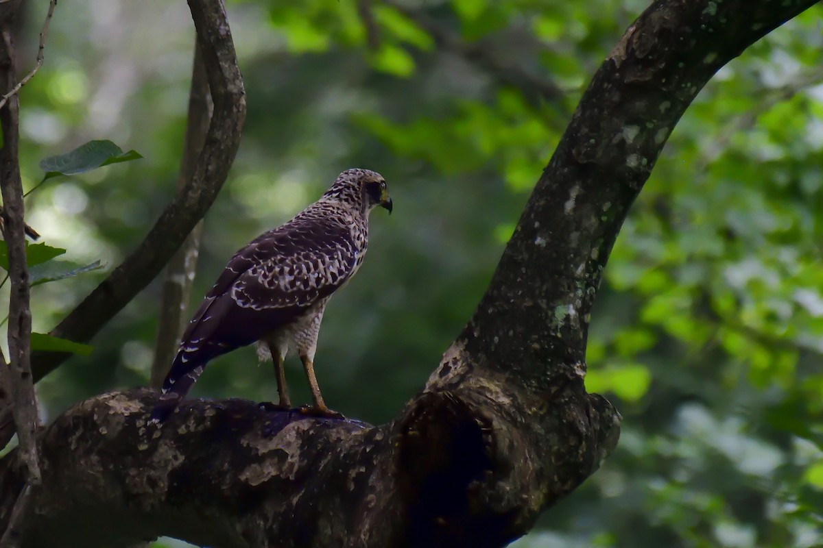 Culebrera Chiíla - ML646135165