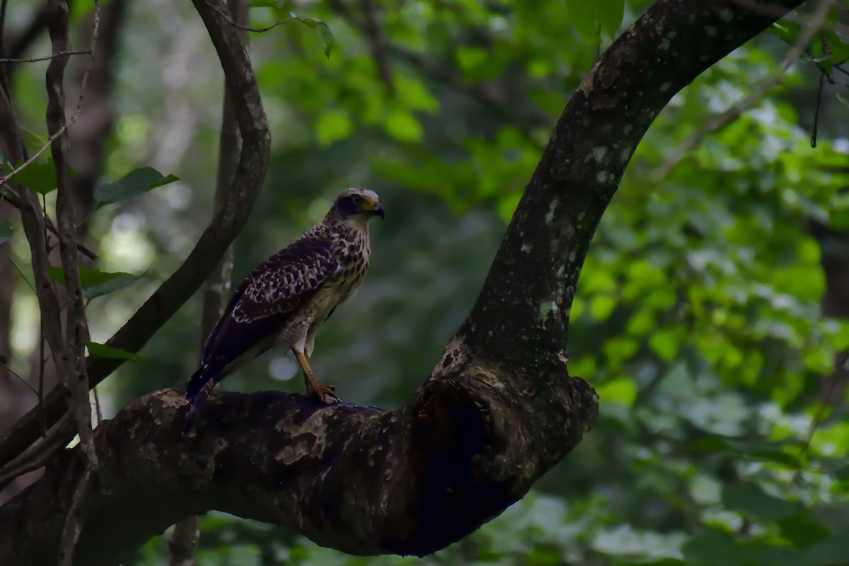 Culebrera Chiíla - ML646135166
