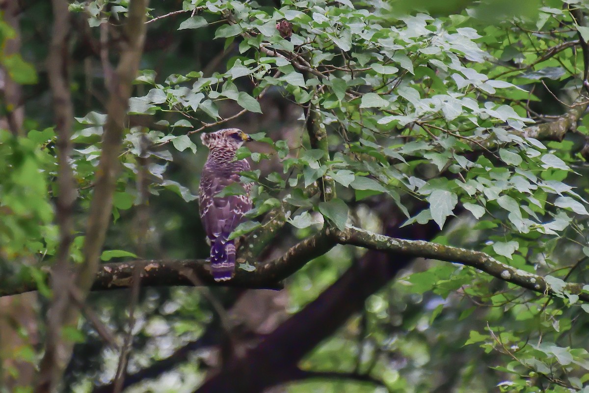 Culebrera Chiíla - ML646135167