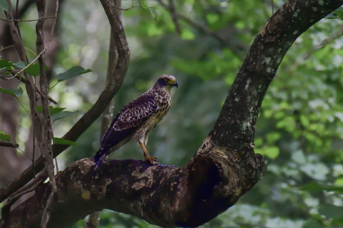 Culebrera Chiíla - ML646135168