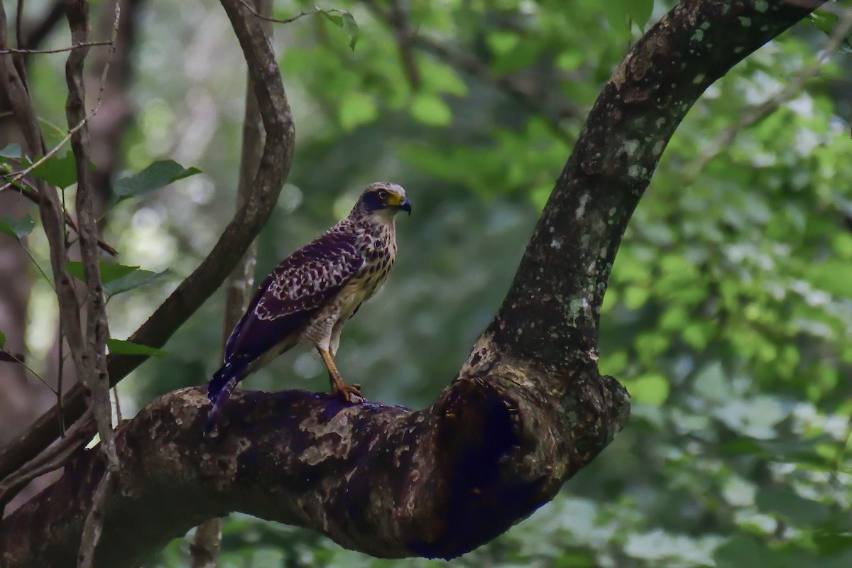 Culebrera Chiíla - ML646135169
