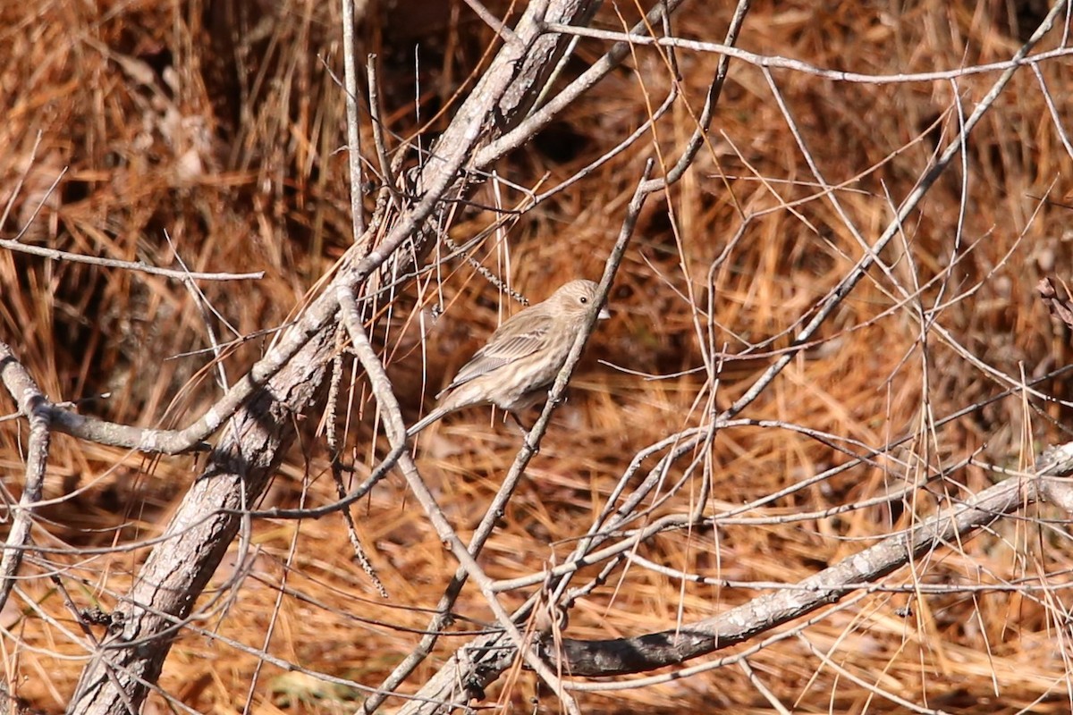 House Finch - ML646135170