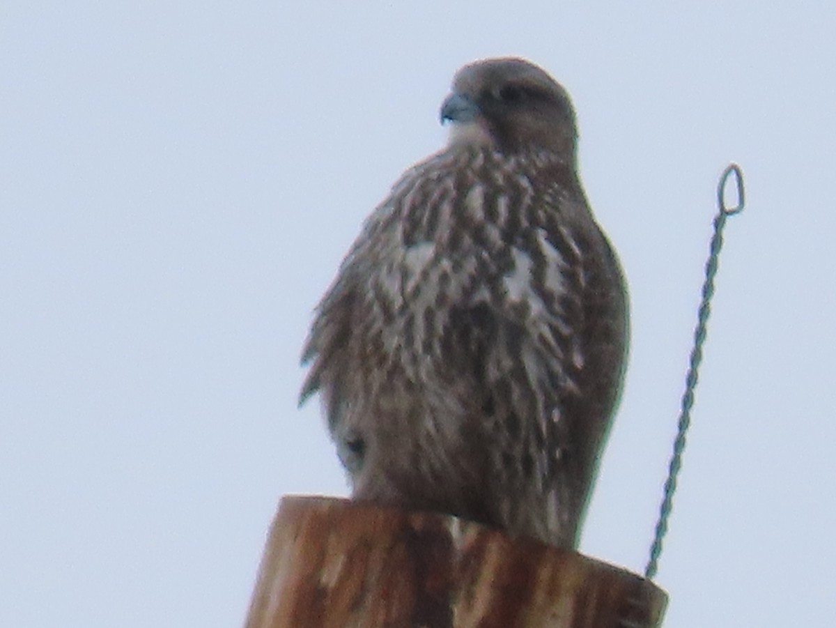 Gerfalke - ML646135171