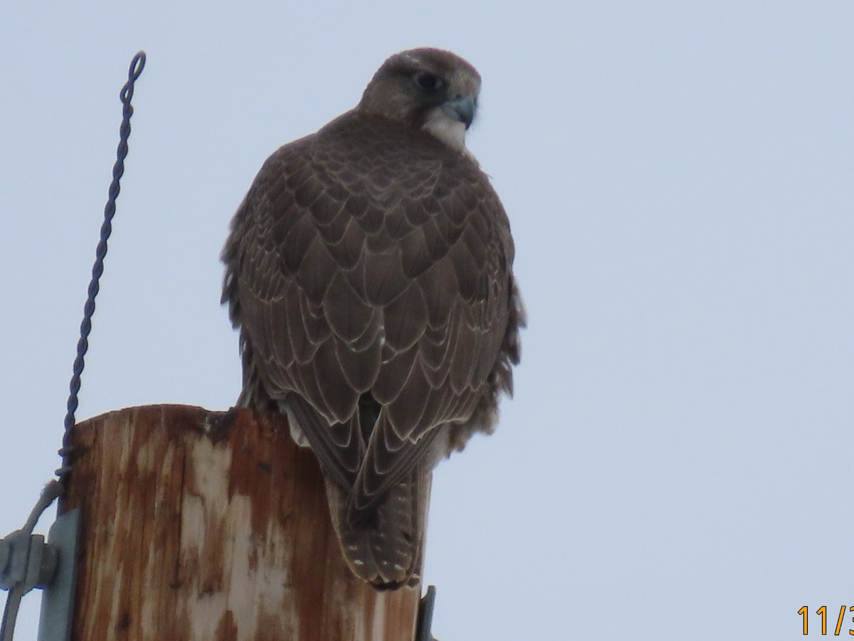 Gerfalke - ML646135172