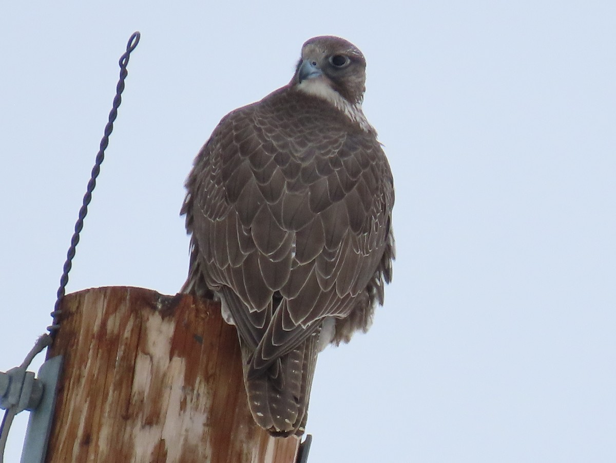 Gerfalke - ML646135173