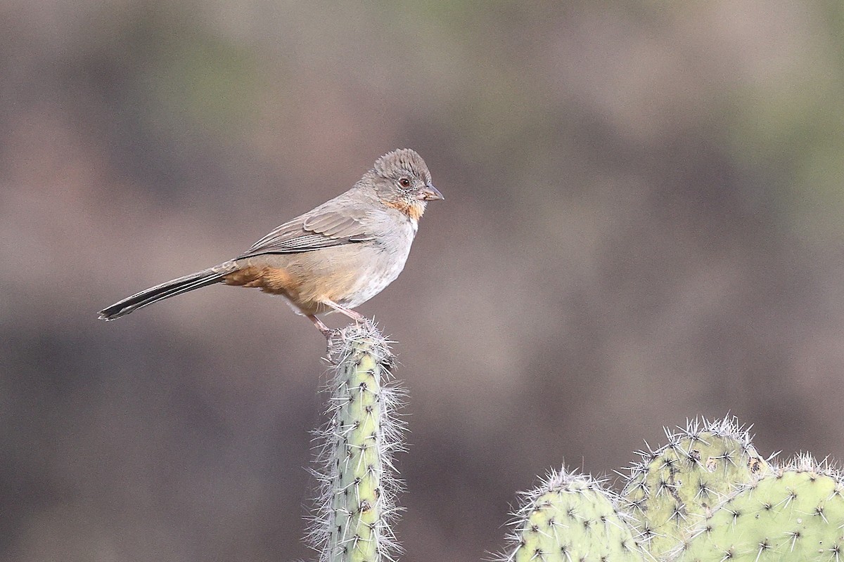 White-throated Towhee - ML646135175