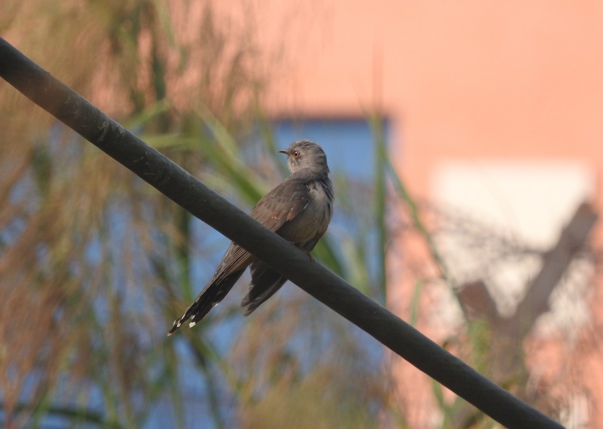 Plaintive Cuckoo - ML646135176