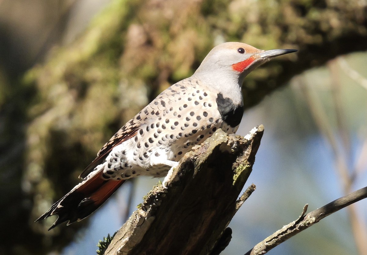 Northern Flicker - ML646135178