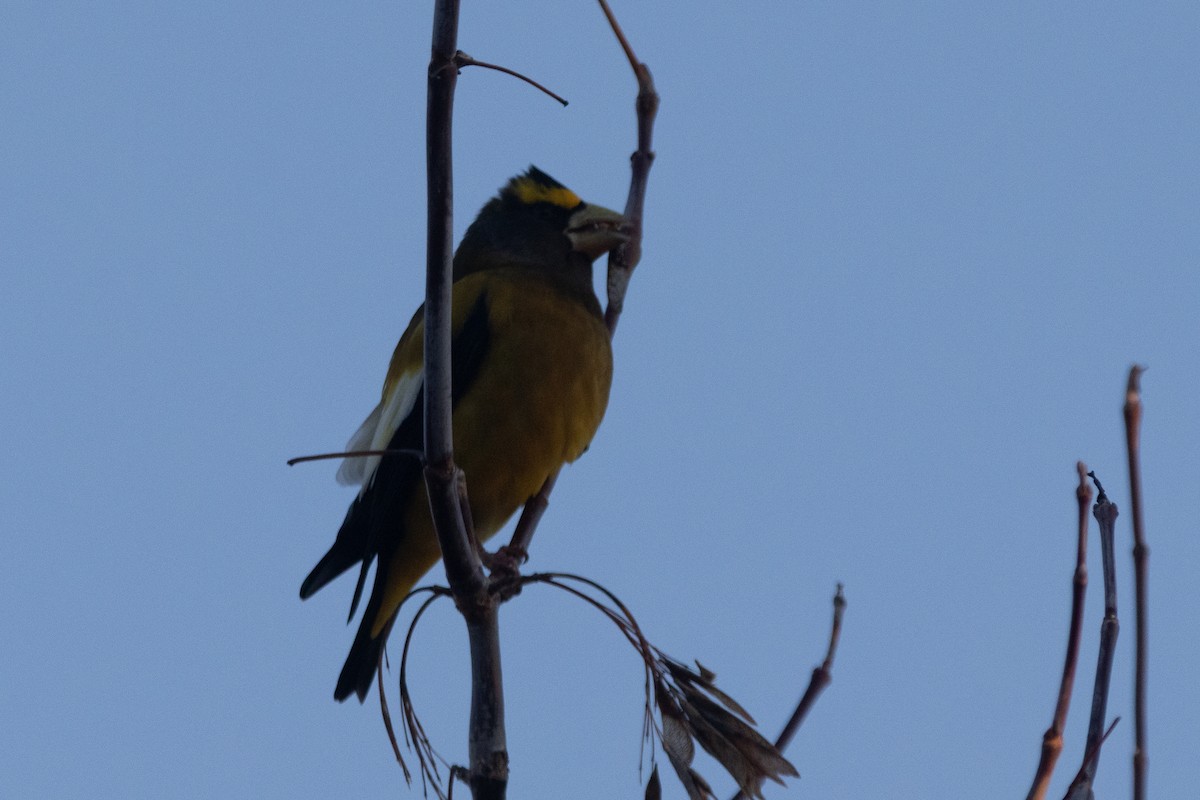 Evening Grosbeak - ML646135182