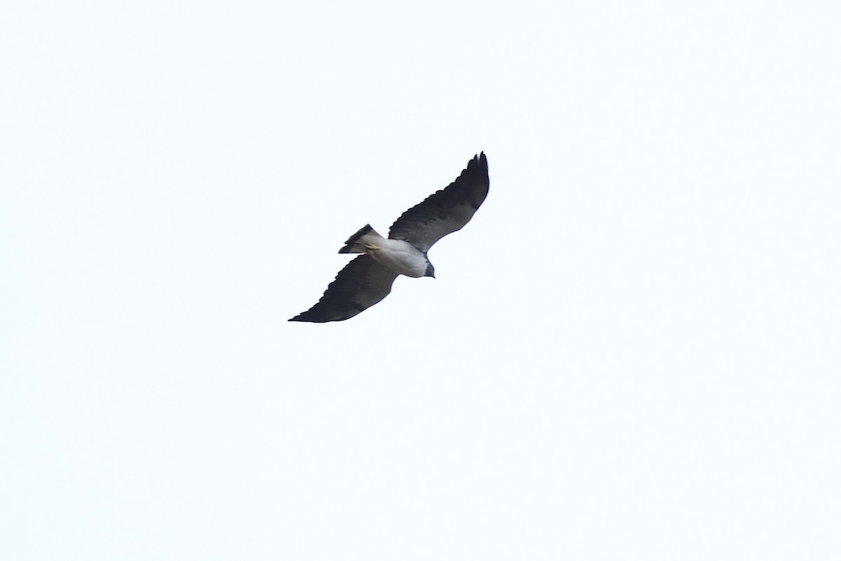 White-tailed Hawk - ML646135183