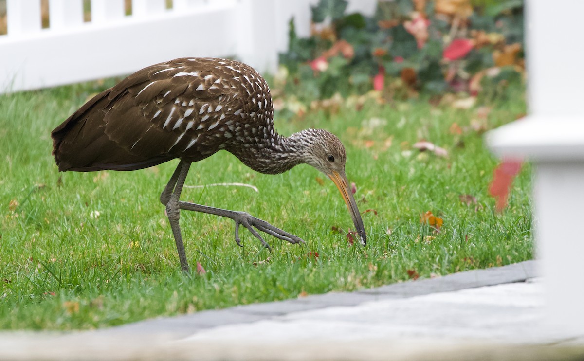 Limpkin (Speckled) - ML646135187
