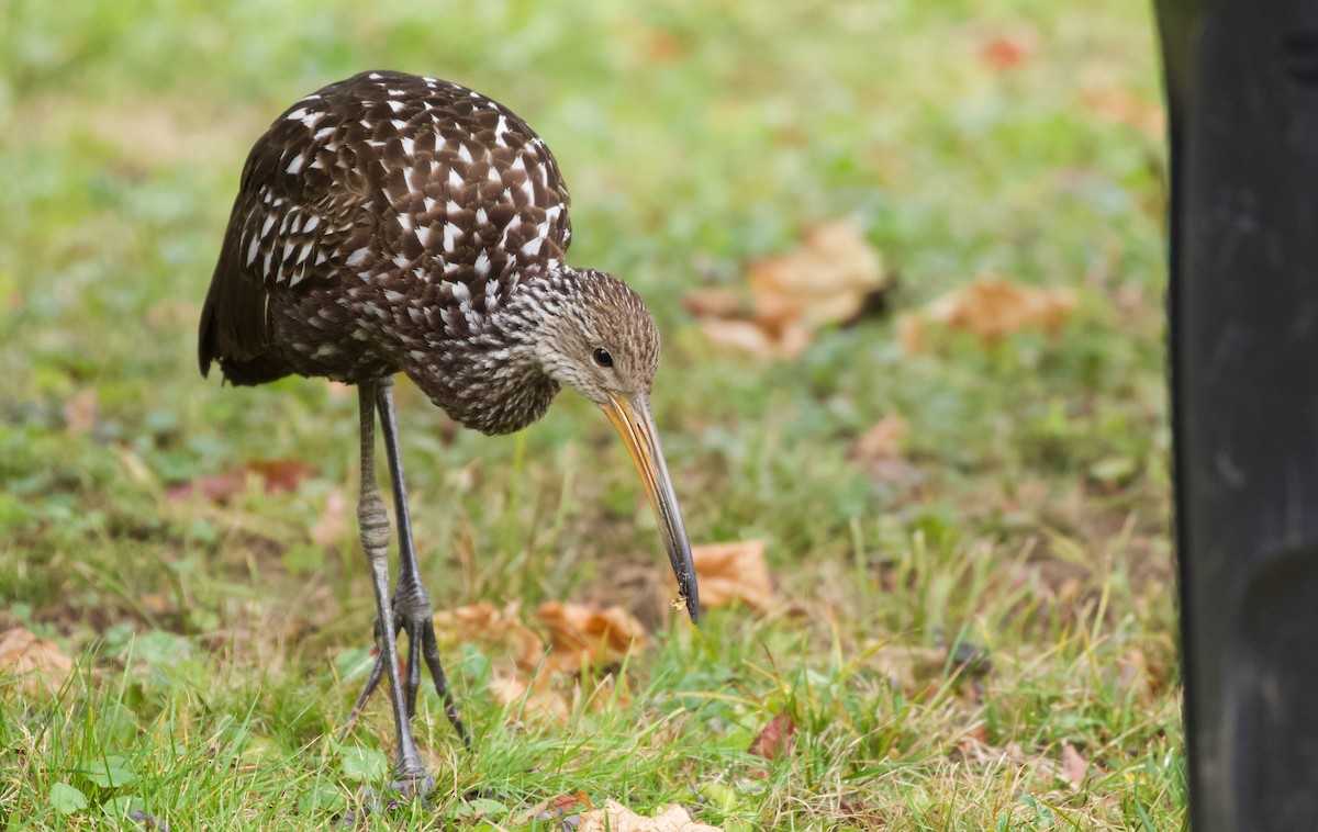 Limpkin (Speckled) - ML646135190