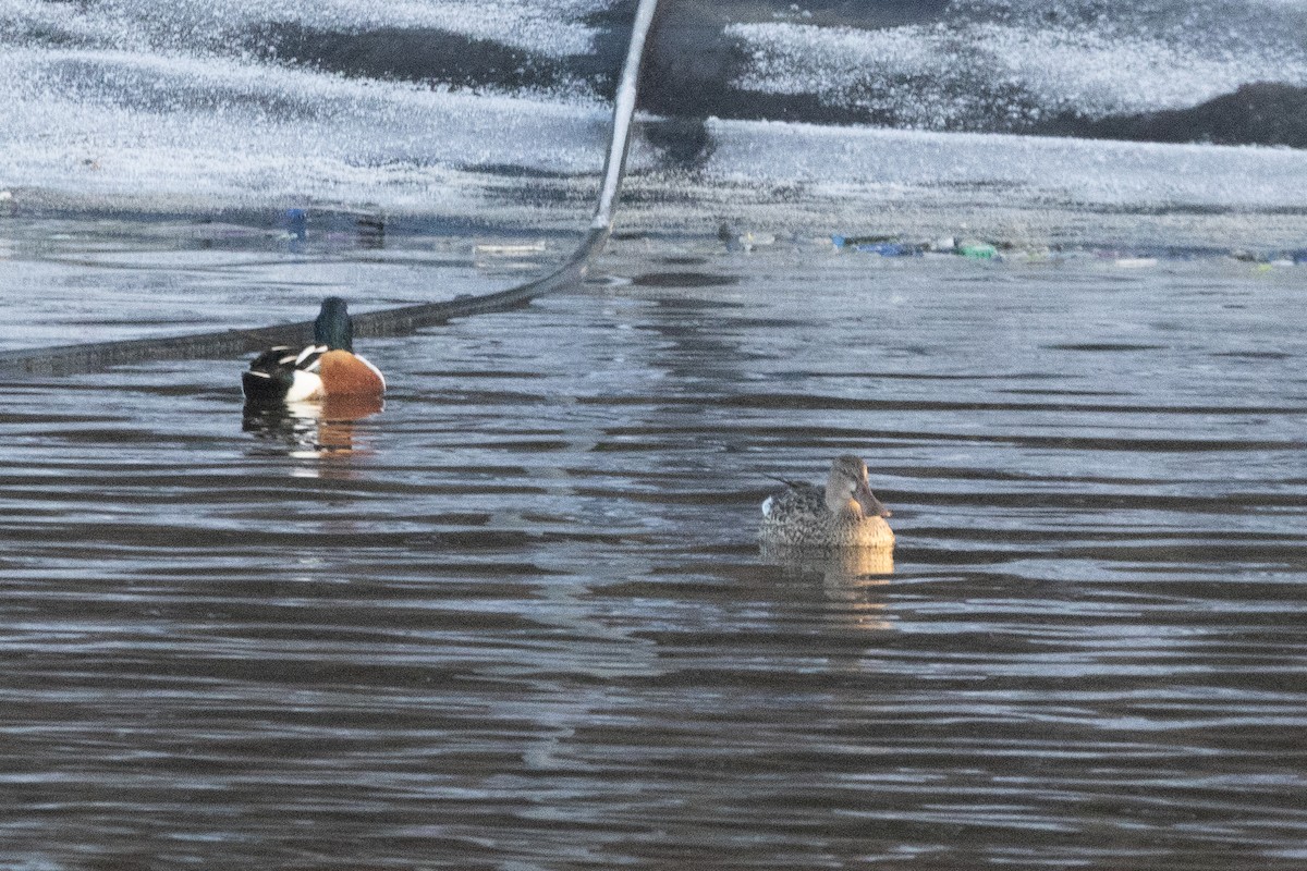 Northern Shoveler - ML646135191