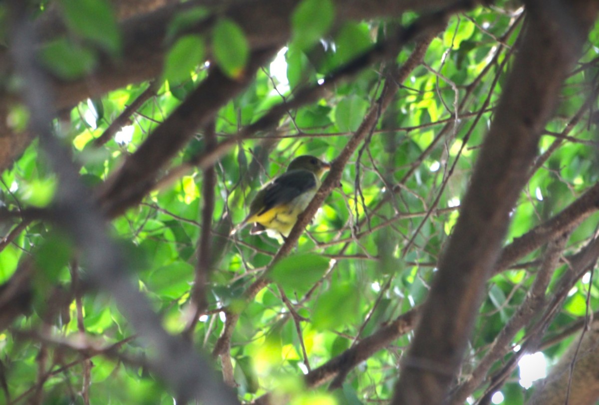 Scarlet Tanager - ML646135194