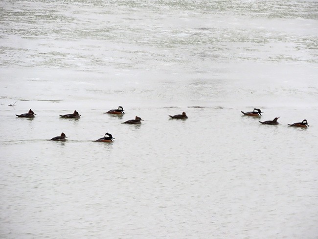 Hooded Merganser - ML646135195