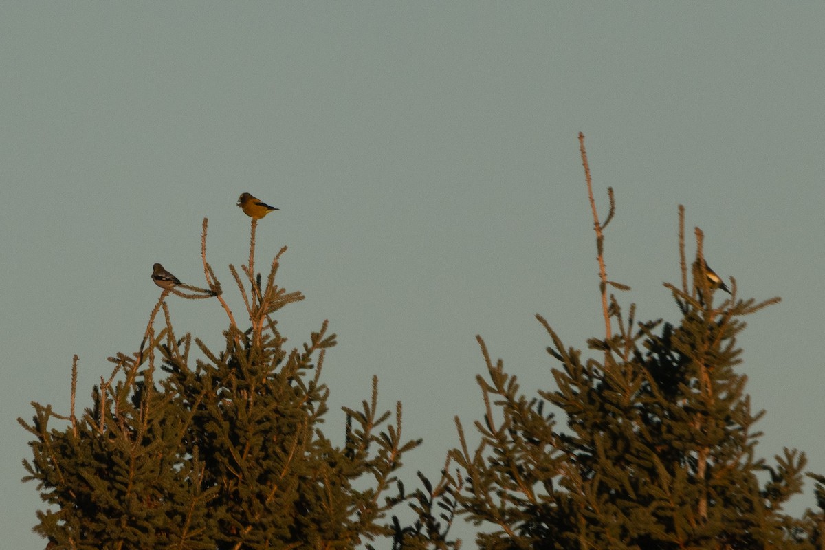 Evening Grosbeak - ML646135196