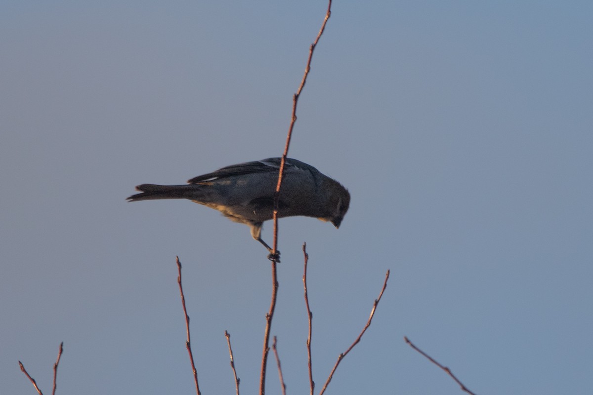 Tayga Çütresi - ML646135201