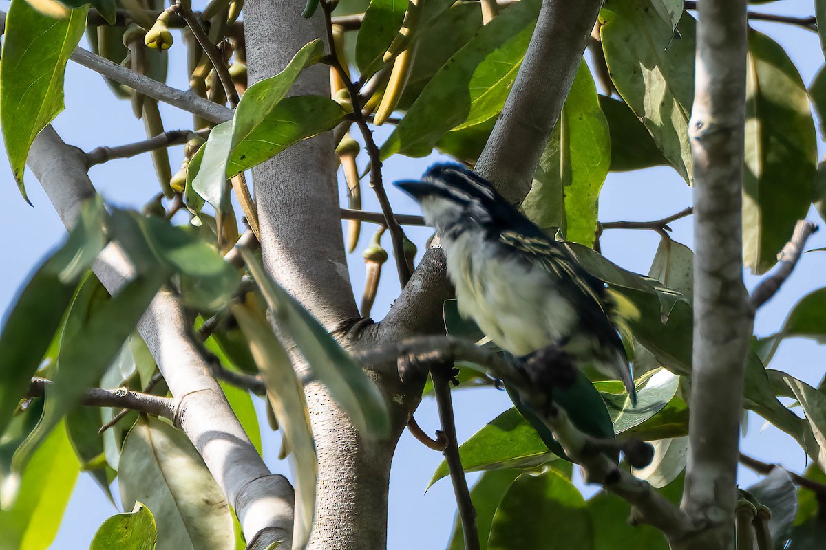 Barbudito Culigualdo - ML646135203