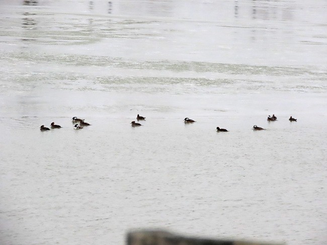 Hooded Merganser - ML646135204