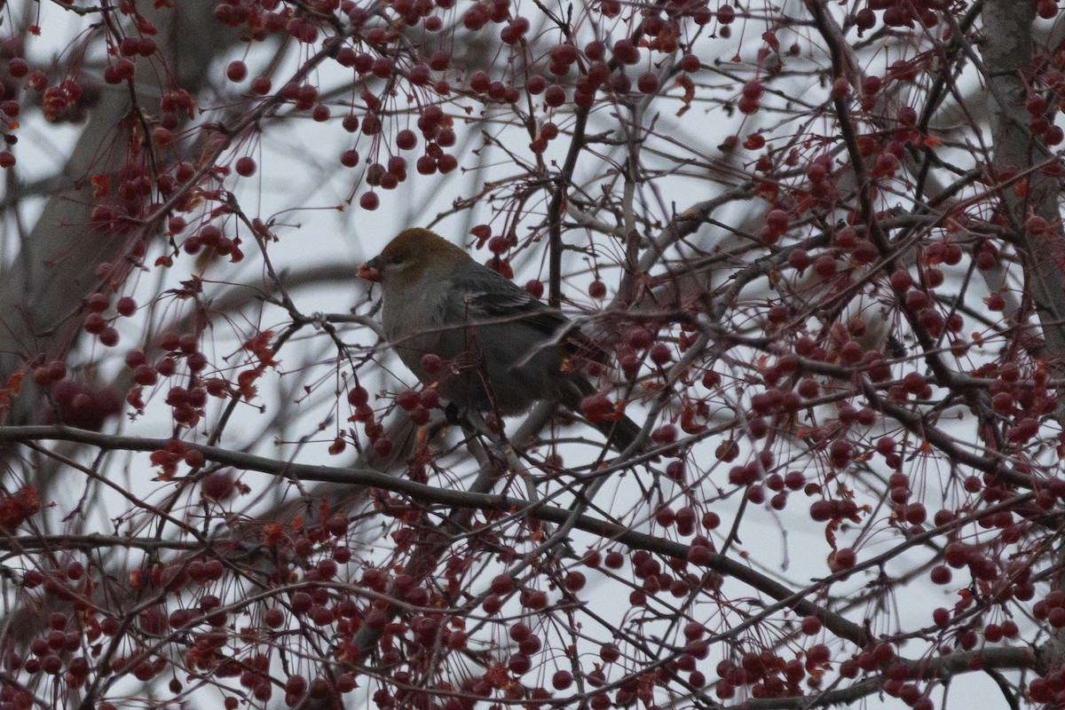 Tayga Çütresi - ML646135212