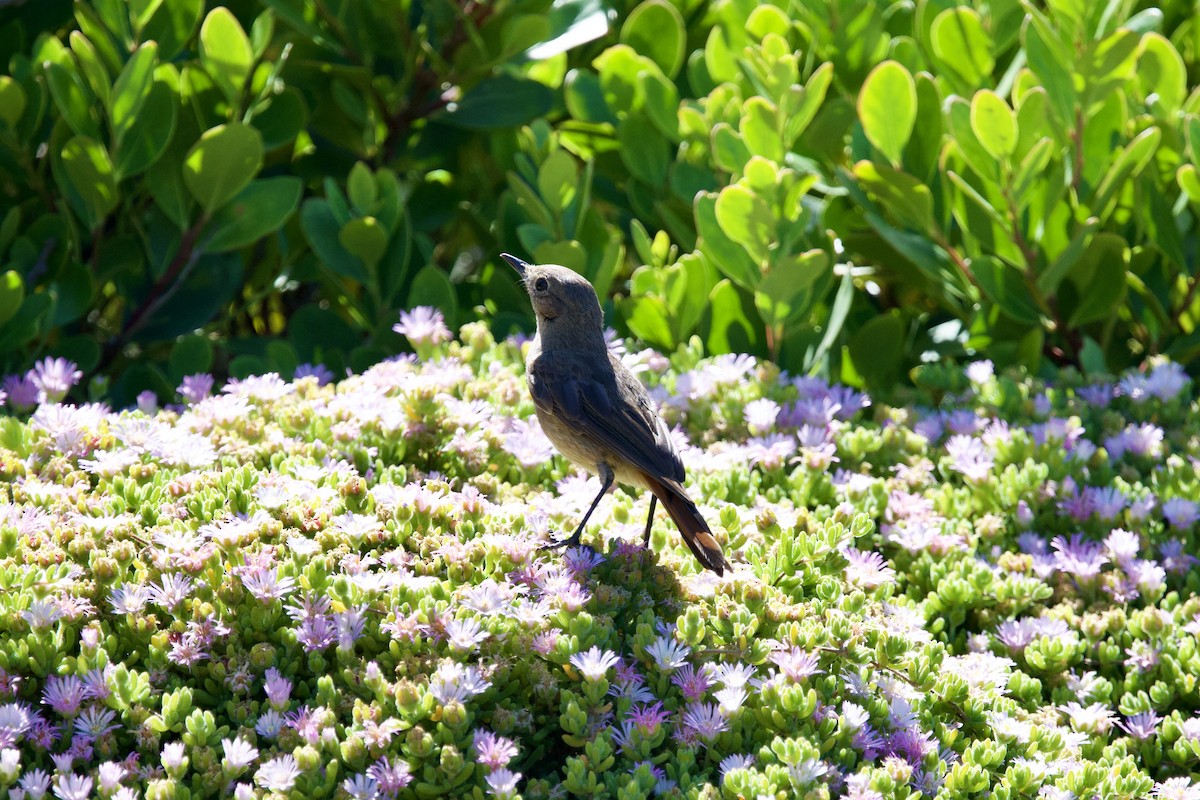 Familiar Chat - ML646135216