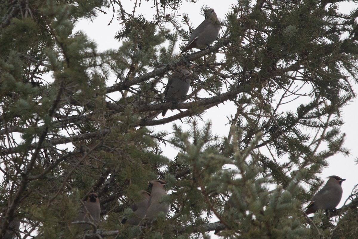 Seidenschwanz - ML646135217