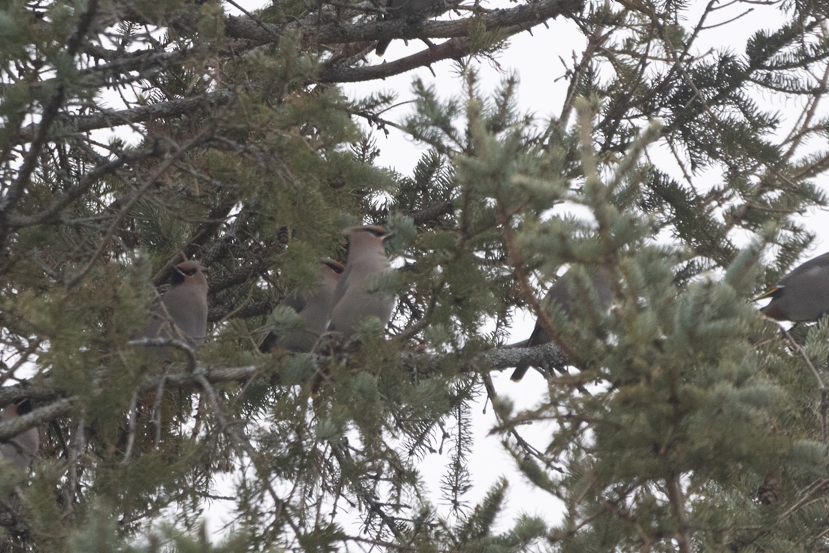 Seidenschwanz - ML646135218