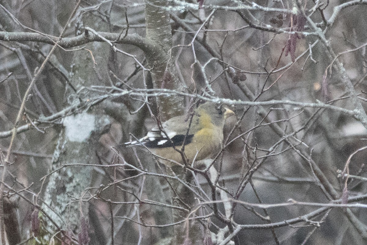 Evening Grosbeak - ML646135220