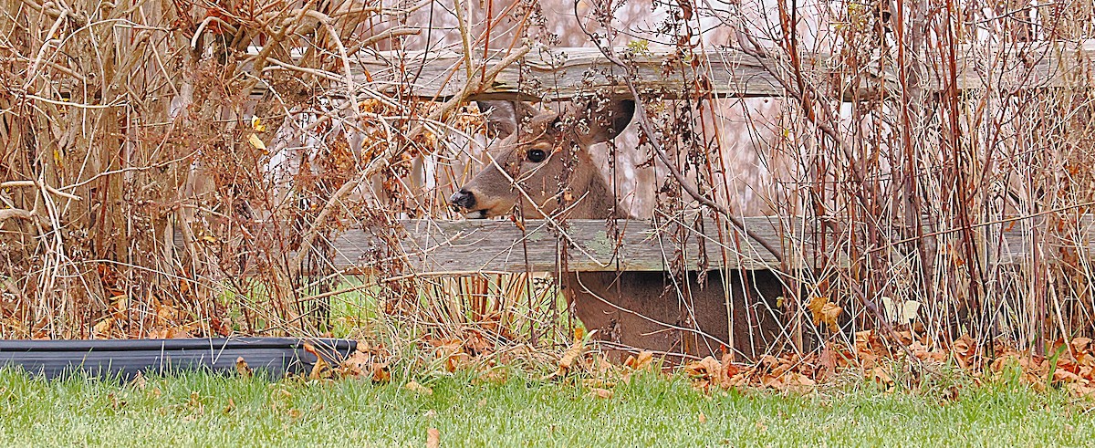 White-tailed Deer - ML646135221