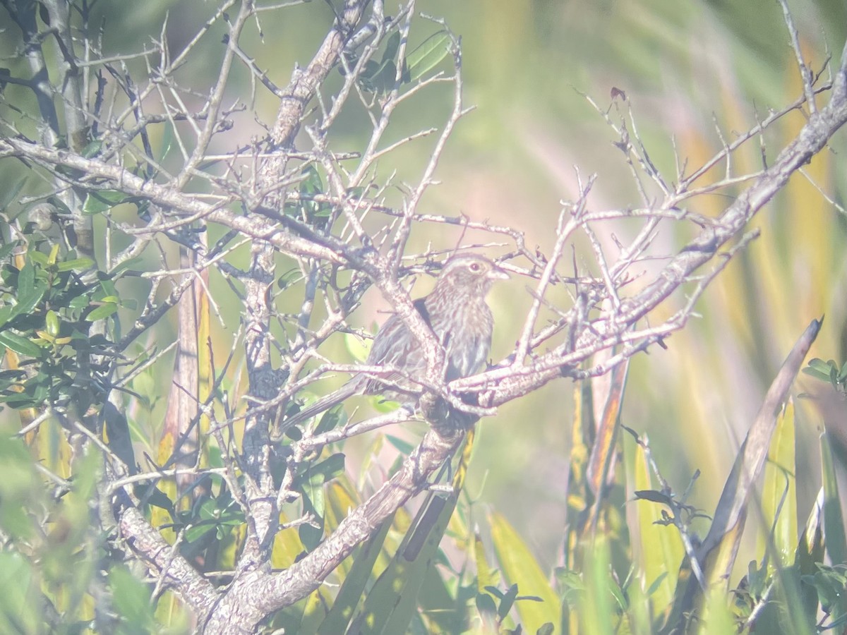 palmettospurv - ML646135223