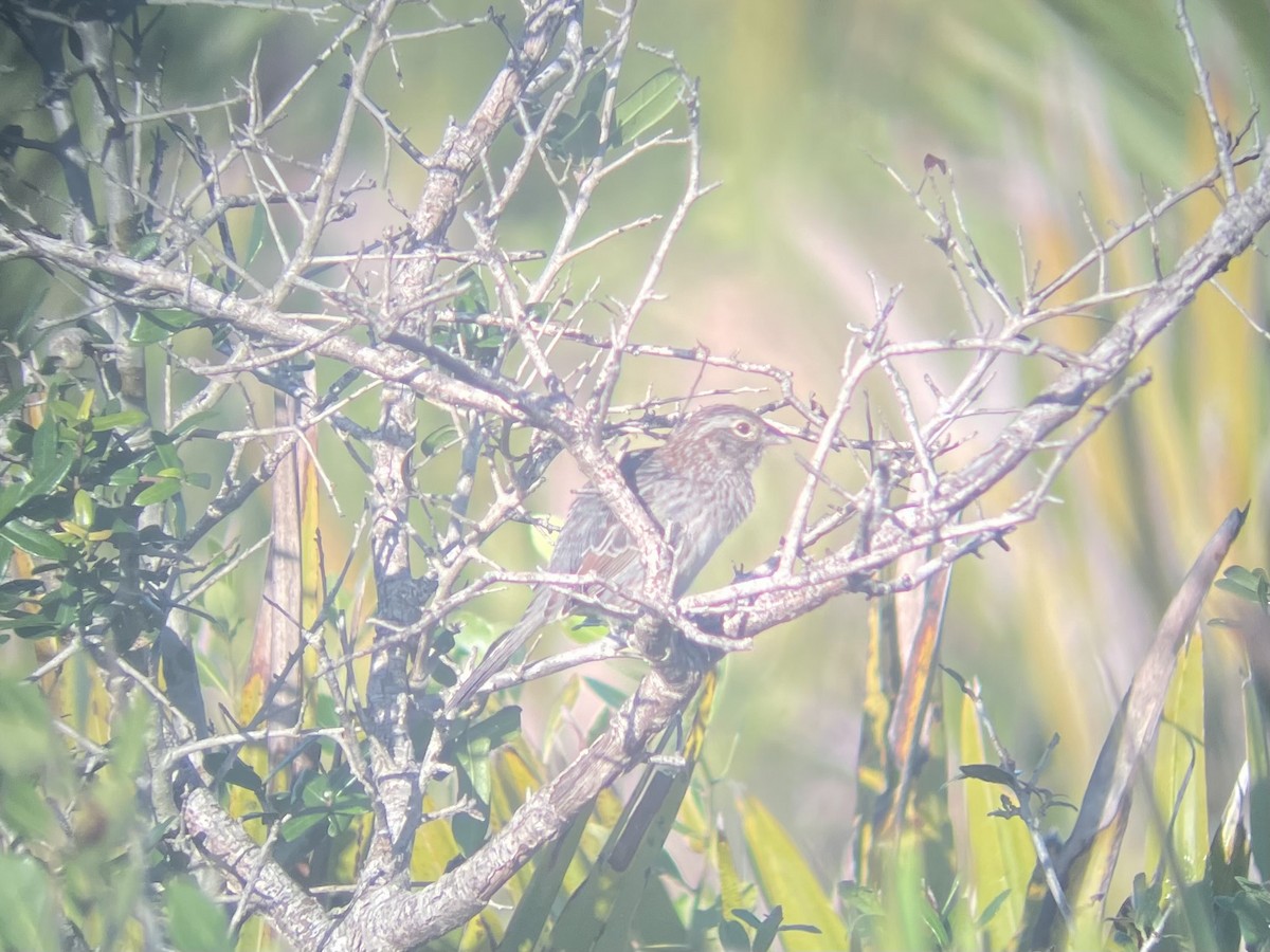 palmettospurv - ML646135224