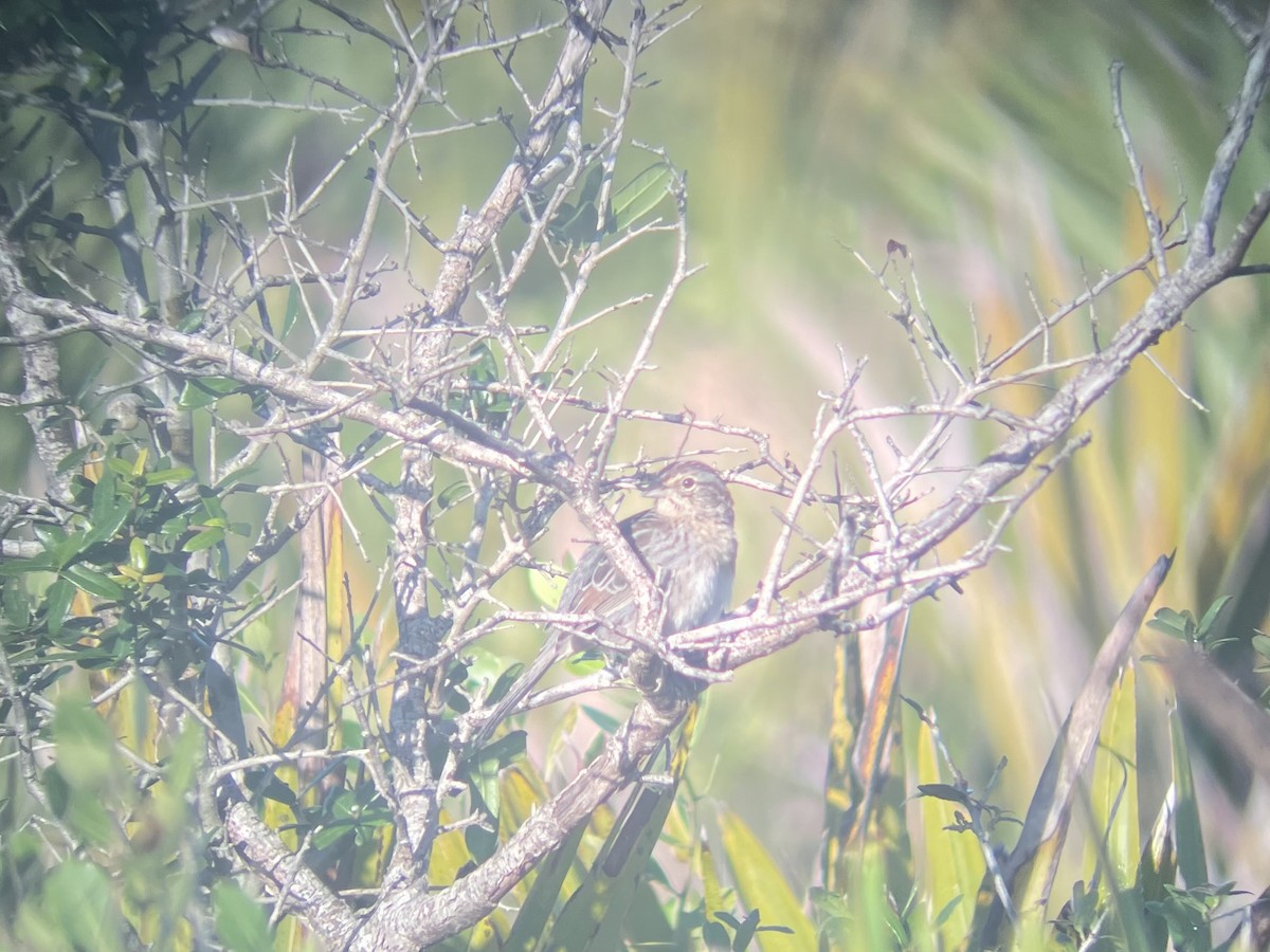 palmettospurv - ML646135225