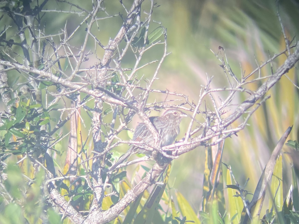 palmettospurv - ML646135226