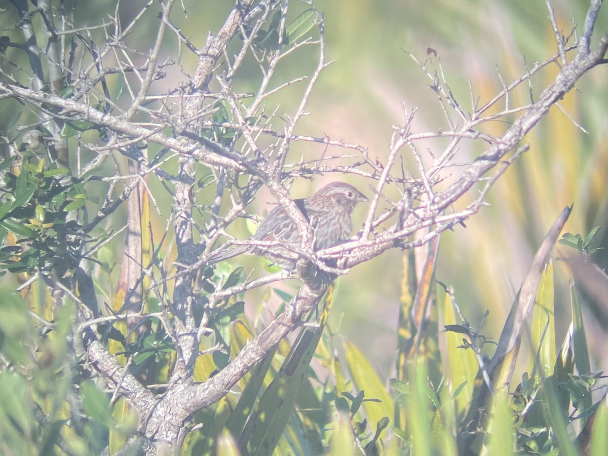 palmettospurv - ML646135227