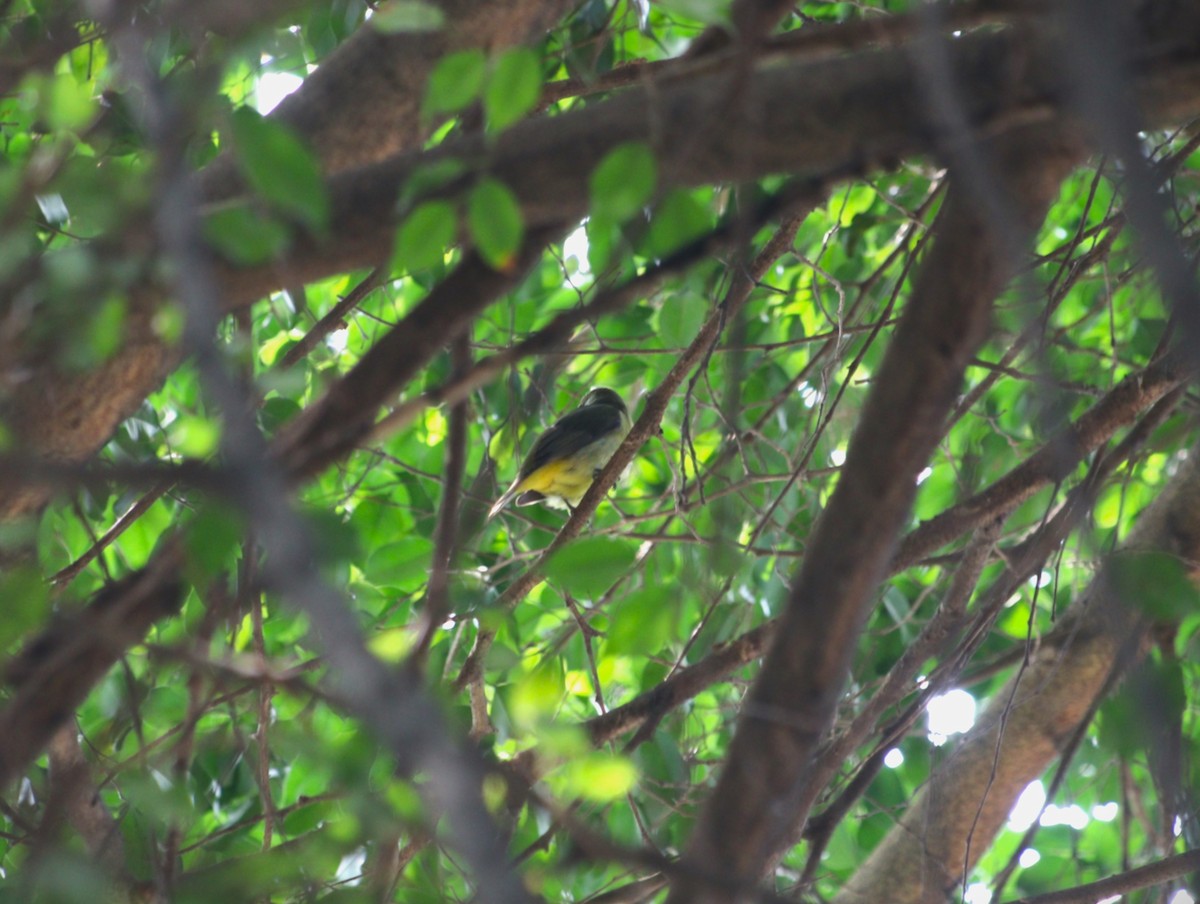 Scarlet Tanager - ML646135231