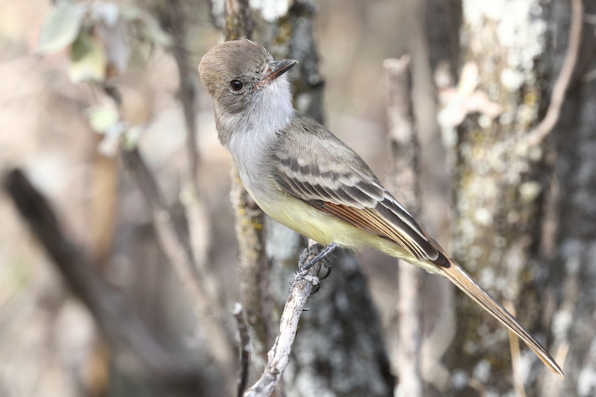 Nutting's Flycatcher - ML646135232