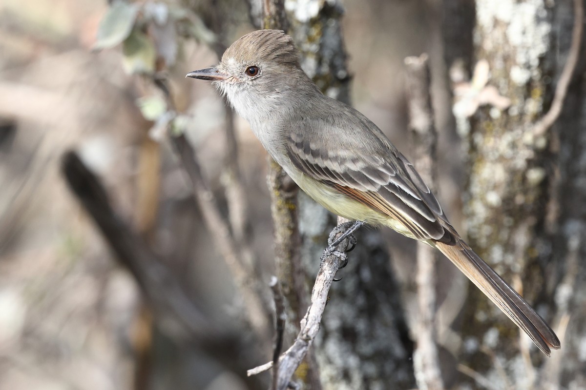 Nutting's Flycatcher - ML646135233